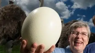 Создание гомункула из огромного яйца, ч.1 / How to create homunculus, p.1