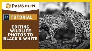 Black And White Photography: Editing your wildlife images in Lightroom