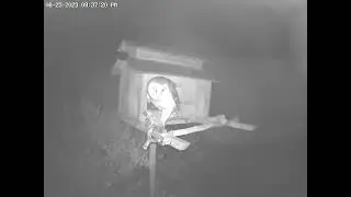 First Food Delivery of the Night.  Owl Box OSC - 6/25/23 - 9:37 pm