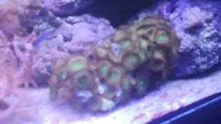 28-08-2018 inserimento Synchiropus Picturatus