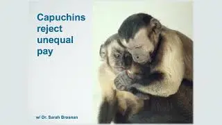 Two Monkeys Were Paid Unequally   Fairness from Frans de Waal