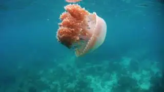 Красивая медуза на Koh Lipe