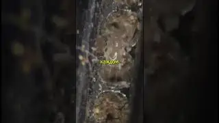Кто проживает в отверстиях смартфона