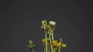Flower time lapse
