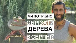ЧИ МОЖНА ОБРІЗАТИ ДЕРЕВА В СЕРПНІ?