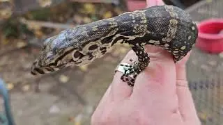 Water Monitor #24wmwb01