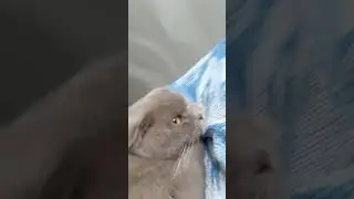 КТО ИГРАТЬ?)