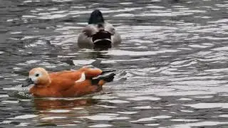 Огарь • Огар • Ruddy Shelduck • Tadorna ferruginea 3