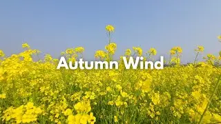 Autumn Wind (Slowed) | Music for Studying, Relaxing and Sleeping