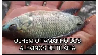 MOSTRANDO E ALIMENTANDO OS ALEVINOS DE TILÁPIA