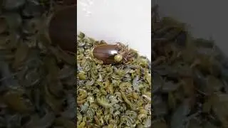 Мормыш,