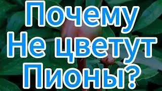 Почему не цветут пионы? Ответ тут #пионы #грядки #дача #огород #сад #садоводство