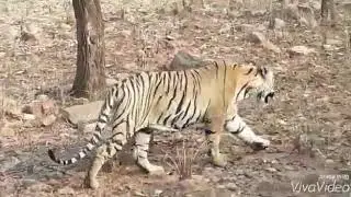 Tiger| vaagh |Tadoba|Jungle safari| Tara tiger Cub #tadobajunglesafari #tiger