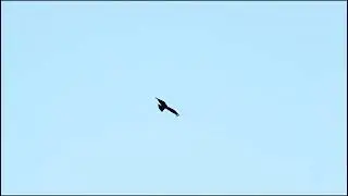 Black Kite flying - Чорны каршун лунае