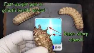 Goliath beetle (Goliathus goliatus) larvae growth progress.