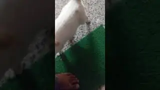 Cute Cat Want To Come Inside The Home