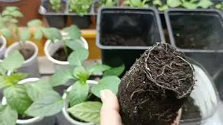 Transplanting bell peppers into larger containers.
