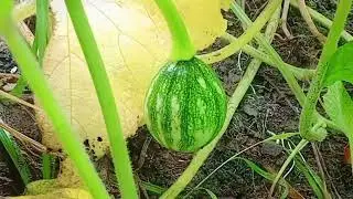 Village Life//collecting fresh vegetables// cleaning jhum cultivated||