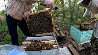 Русские скупают пасеку #пчеловодство #пчелы #русский