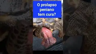 Prolapso peniano tem cura? #jabuti #animais #doentes