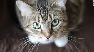 Khwab Mein Billi Dekhne ka Matlab
