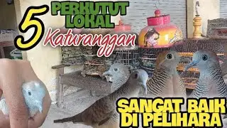 5 (Lima) Perkutut Lokal Alam Katuranggan Yang Sangat Baik Dipelihara ‼️ Cocok Untuk Semua Kalangan