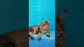 Котик мейн-кун 🥰 Черный тикированный #мейнкун #домашниеживотные #mainecoon#котенок #котятамейнкун