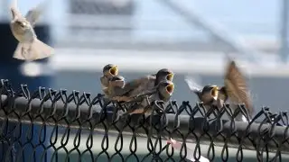Feeding Baby Swallows, Not a Friendly House Sparrow #birdwatching