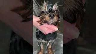 How to Groom a Yorkshire Terrier | Step-by-Step Tutorial for Perfect Yorkshire Terrier Cuts | GlamUp
