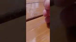 Как выглядит цикада.