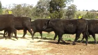 R & H Kay, Angus Heifers