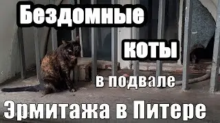 Коты эрмитажа. 