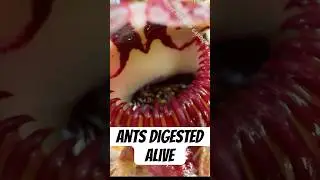Carnivorous Plant Eating Ant (Part 3)