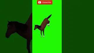 3D Horse green screen shots effect video background 