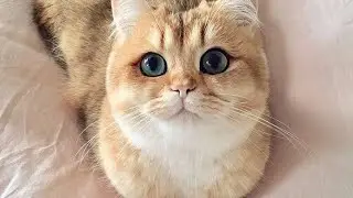 Милые котики | Подборка