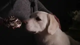 Шоколадное безе