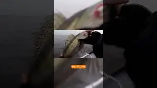 👉Готуємось до полювання на кликастого з Wist! 🎣Wist - завжди з уловом!