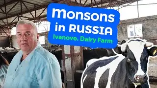 MONSONS in IVANOVO. Bullock-1 Dairy Farm