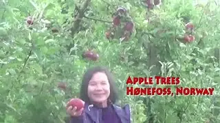 Apple Trees - Hønefoss, Norway