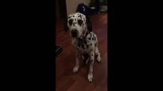 My Dog Does The #MannequinChallenge