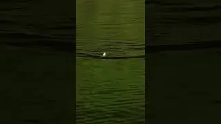 Topwater strike never gets old