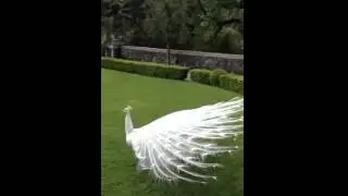 Pavão branco abrindo as penas, MARAVILHOSO
