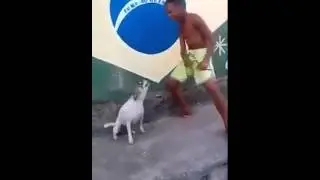 Perro cachondo bailando (zoofilia)