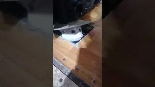 #кот #обормот