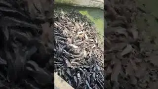 Alimentación de Bagres en estanque  