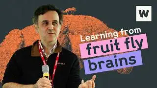 Inside the fruit fly brain and what it might mean for human health, with Greg Jefferis | Wellcome