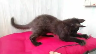 Черный солид (n), кот Мейн-кун, 3 мес 1 неделя