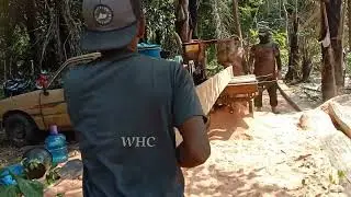 penggergajian balok super besar, untuk bahan papan,oleh serkel keliling.(@woodhunter2580).