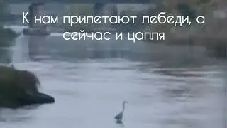 На севере Урала появилась цапля