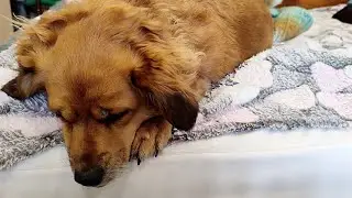 Очень нужен совет тех, у кого есть собака 